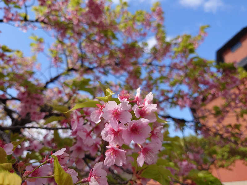 まさゑ🌹🟪🎹🩷【灼熱のスピナッチ🥬】さんの加護坊温泉 さくらの湯のサ活写真