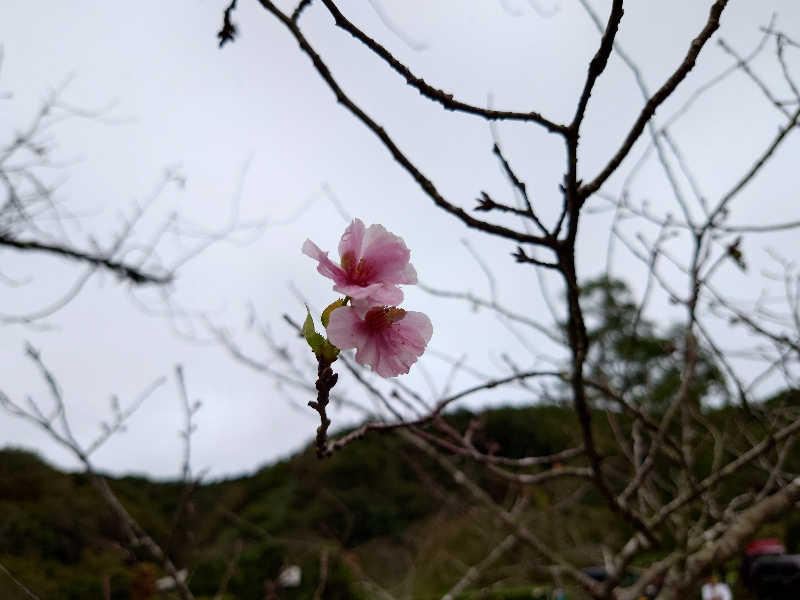 まさゑ🌹🟪🎹🩷【灼熱のスピナッチ🥬】さんの加護坊温泉 さくらの湯のサ活写真