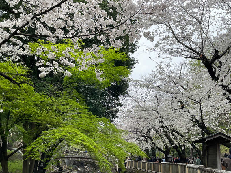 Sachiyoさんの飛鳥山温泉のサ活写真