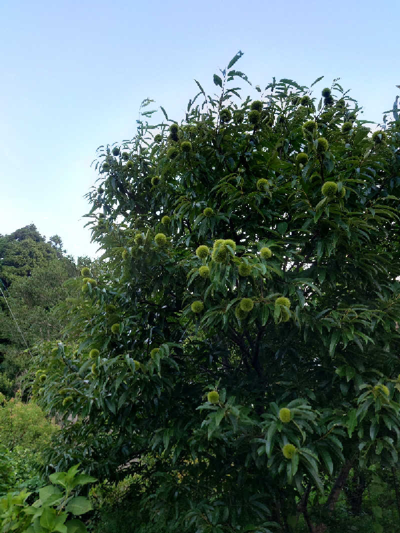 裕子さんのインスタントサウナ(湯山の里内)のサ活写真