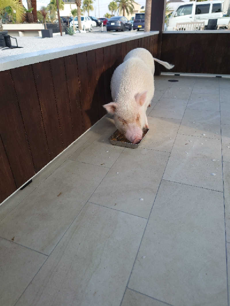 裕子さんのまるた屋温泉 西方の湯のサ活写真