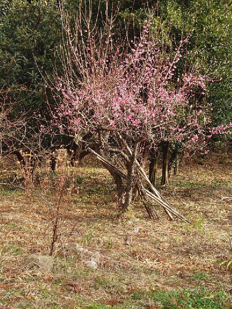 裕子さんのインスタントサウナ(湯山の里内)のサ活写真