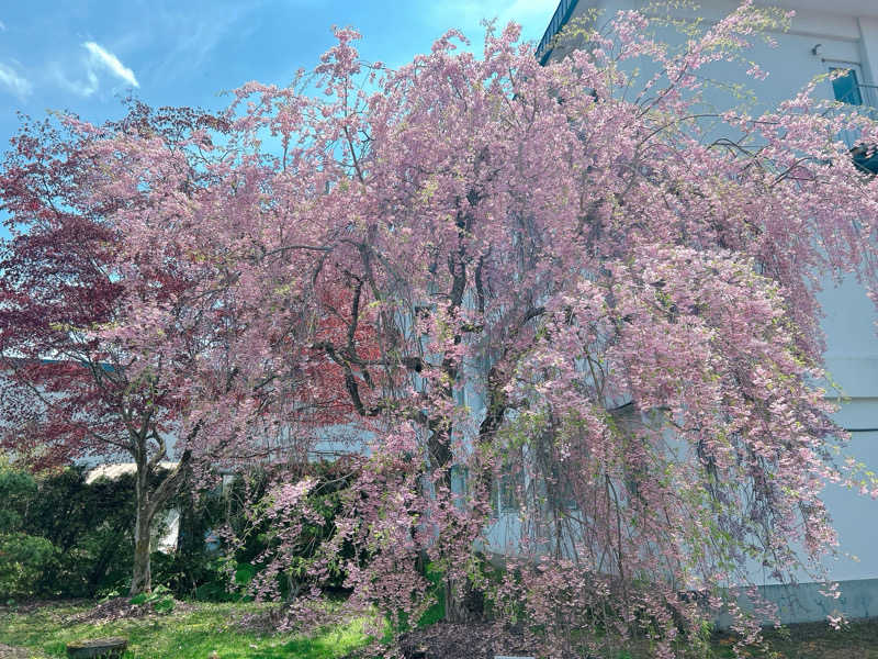 優さんのながぬま温泉のサ活写真