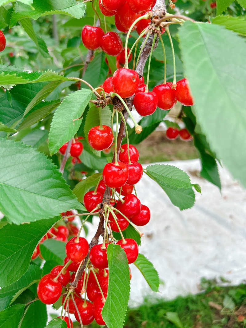 優さんのプレミアホテル-CABIN-札幌のサ活写真
