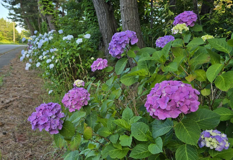 はなびぃさんの平内いきいき健康館(よごしやま温泉)のサ活写真