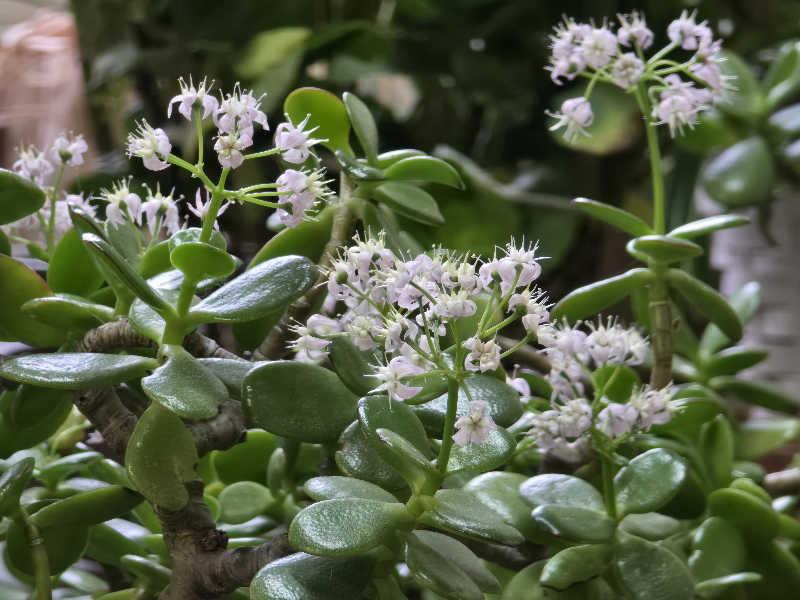 はなびぃさんの宝温泉黒石のサ活写真