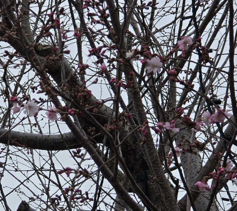 はなびぃさんの天間林温泉のサ活写真