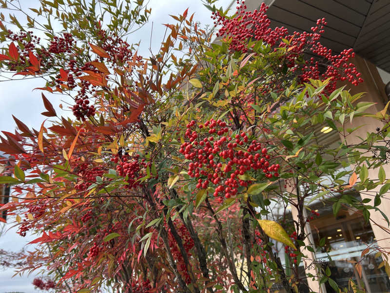 サバさんの天光の湯のサ活写真