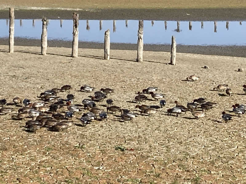 ぽぽみさんの天然温泉 真名井の湯 大井店のサ活写真