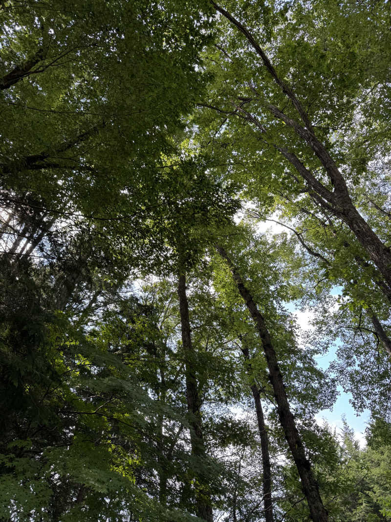 Motokickさんのこもれびサウナのサ活写真