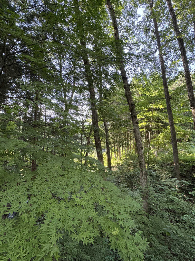 Motokickさんのこもれびサウナのサ活写真