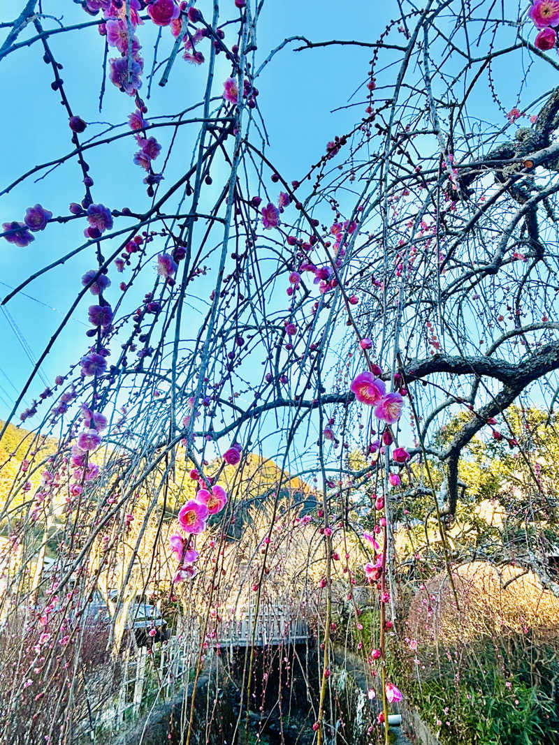 あみさんのふきさらし湯のサ活写真