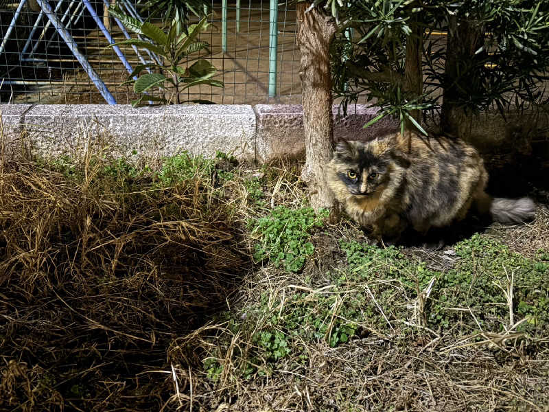 ゴマさんの長崎サウナかめやまのサ活写真