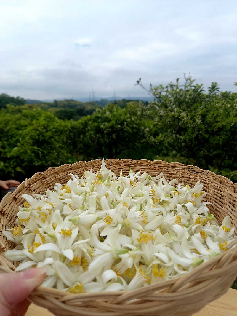 ゴマさんの清流と棚田の里のサ活写真