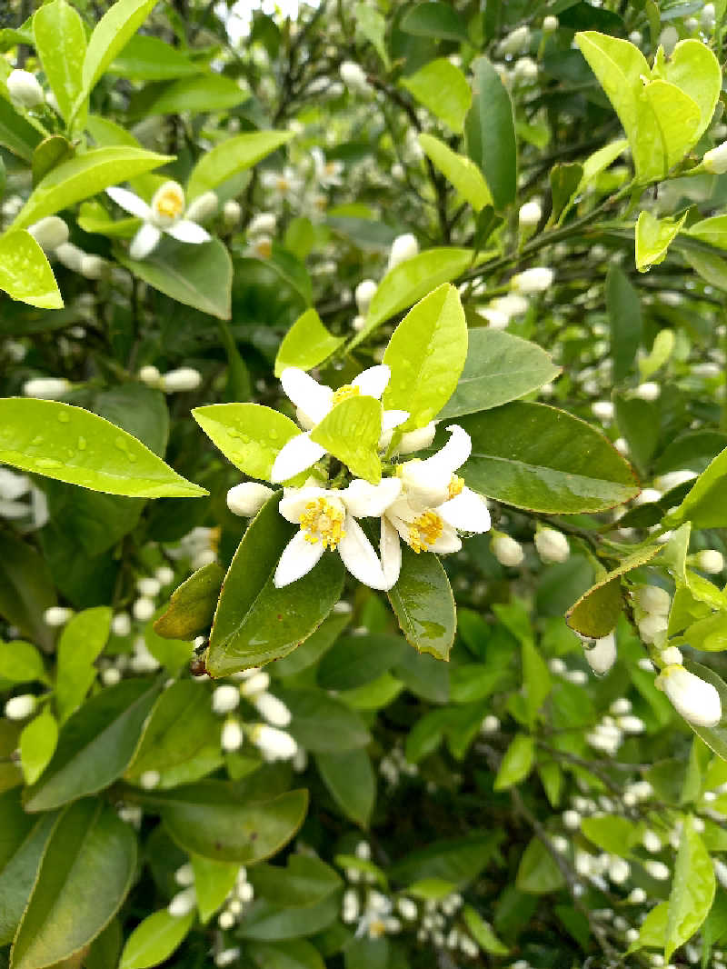 ゴマさんの清流と棚田の里のサ活写真