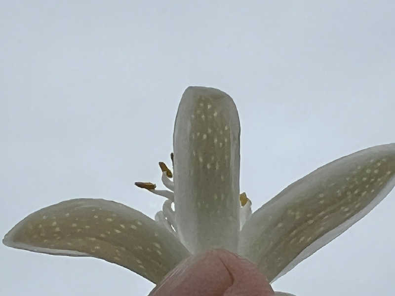 ゴマさんの清流と棚田の里のサ活写真