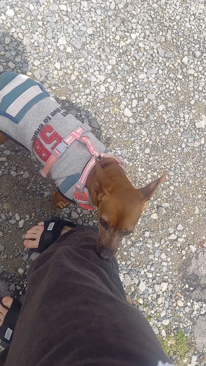 ゴマさんの清流と棚田の里のサ活写真