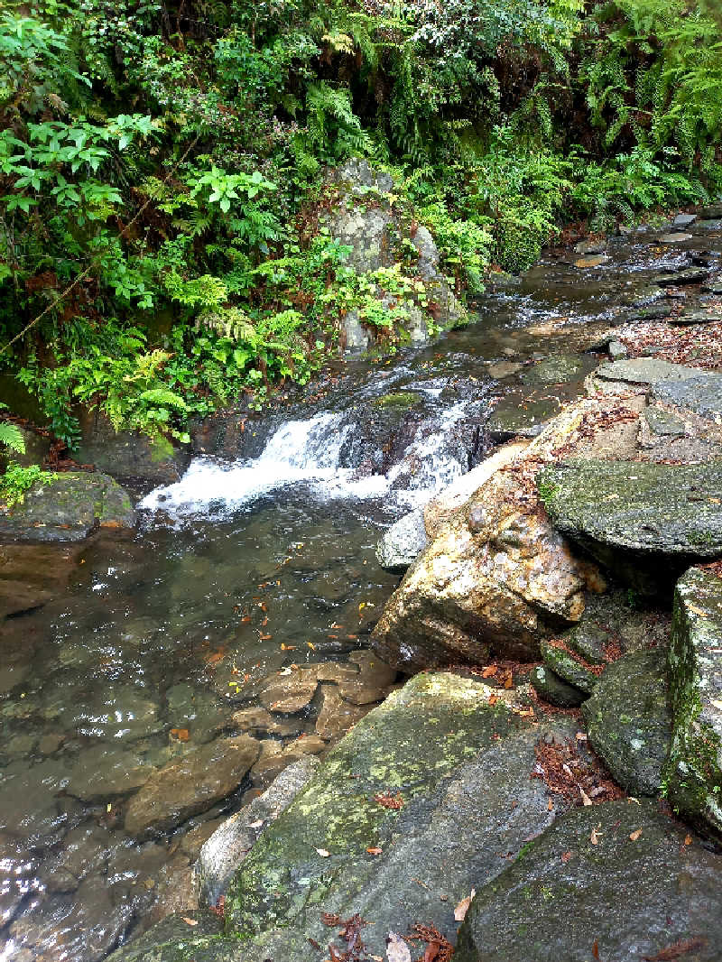 ゴマさんの清流と棚田の里のサ活写真
