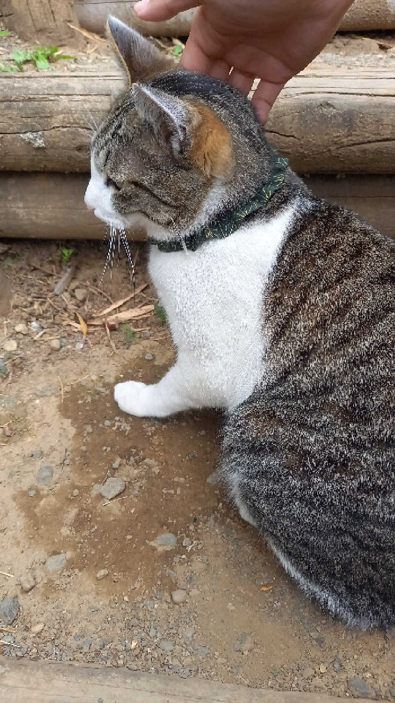 ゴマさんのSPA&ごはん ゆるうむ yuluumuのサ活写真