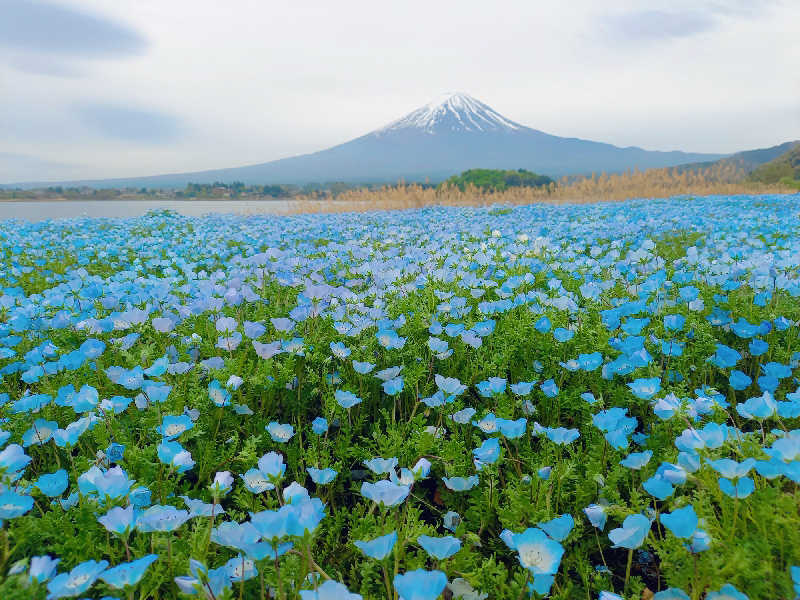 ゴマさんの足柄浪漫館 あしがら湯のサ活写真