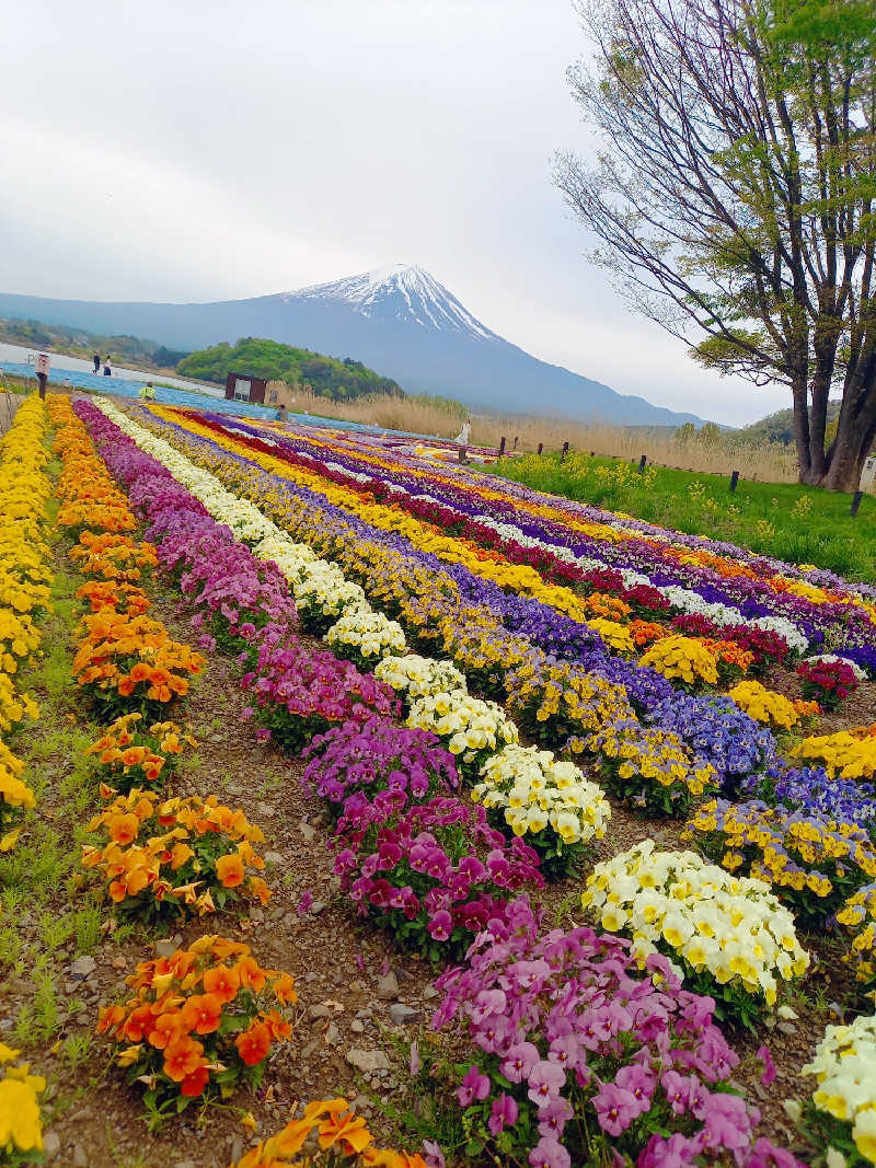 ゴマさんの足柄浪漫館 あしがら湯のサ活写真