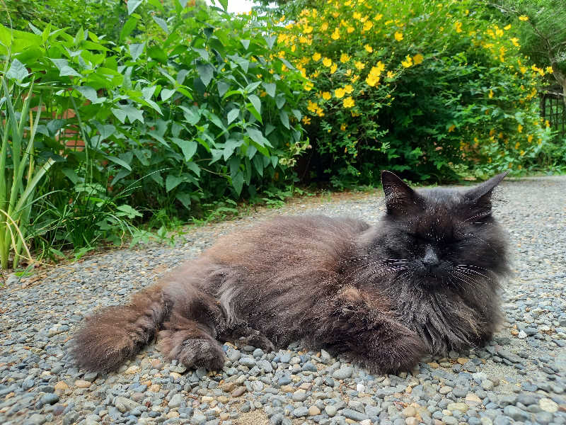 ゴマさんのSATOYAMA TERRACEのサ活写真