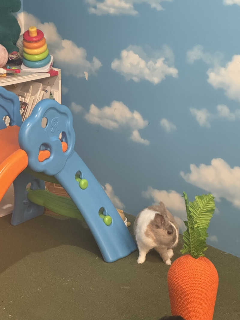 独身貴族さんのアクアリゾート 岐阜ふじの湯のサ活写真