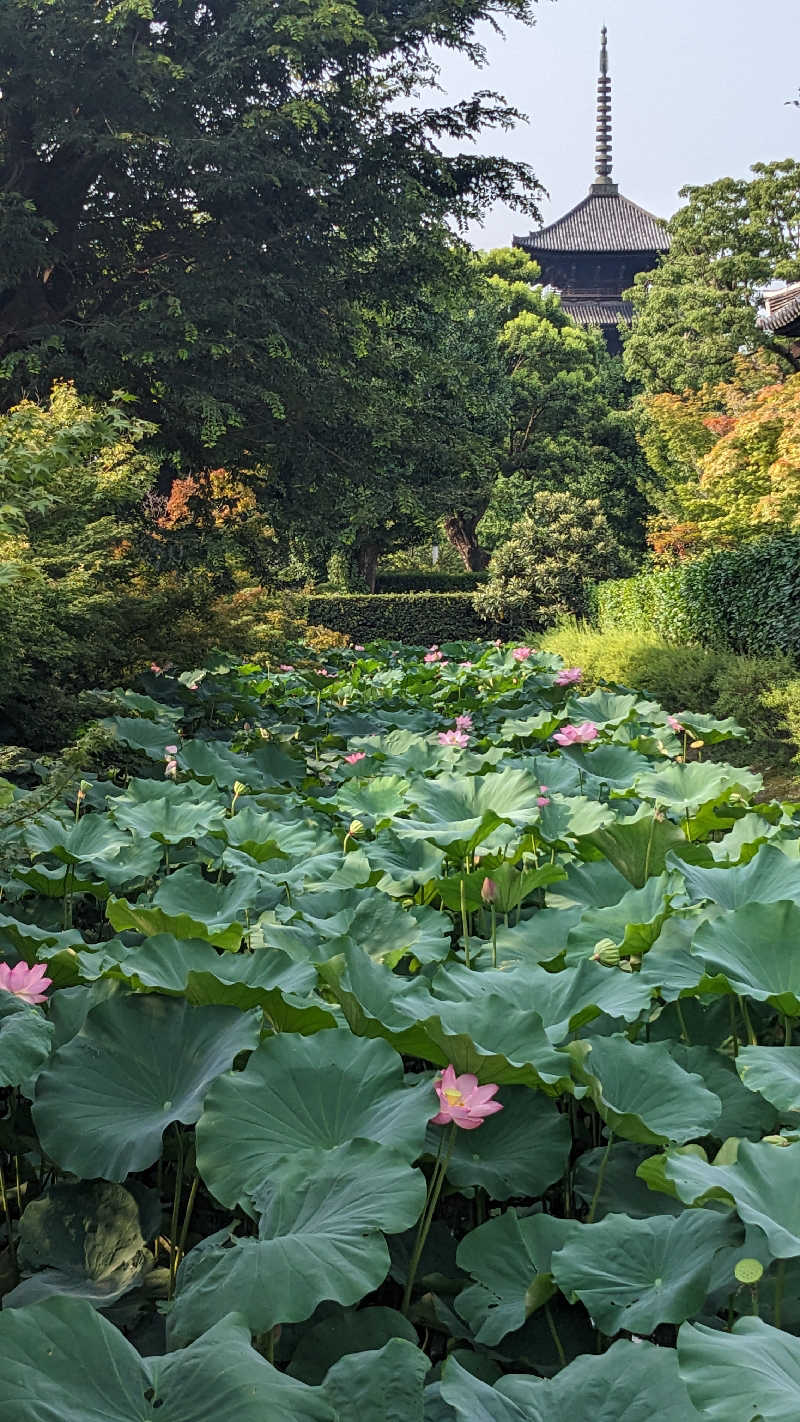 コブラさんの五香湯のサ活写真