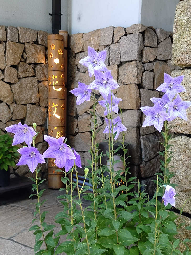 happynakanoさんの箱根 花紋のサ活写真