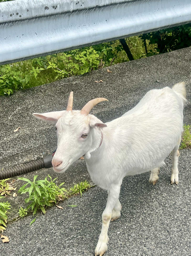 男湯のちいかわさんのさぷらすのサ活写真
