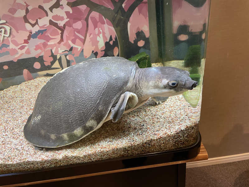 紫さんの松本湯のサ活写真