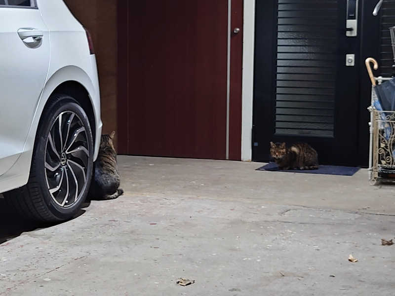 ゆの字さんのやなぎ湯のサ活写真