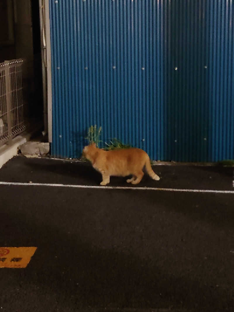 ゆの字さんのCOCOFURO たかの湯のサ活写真