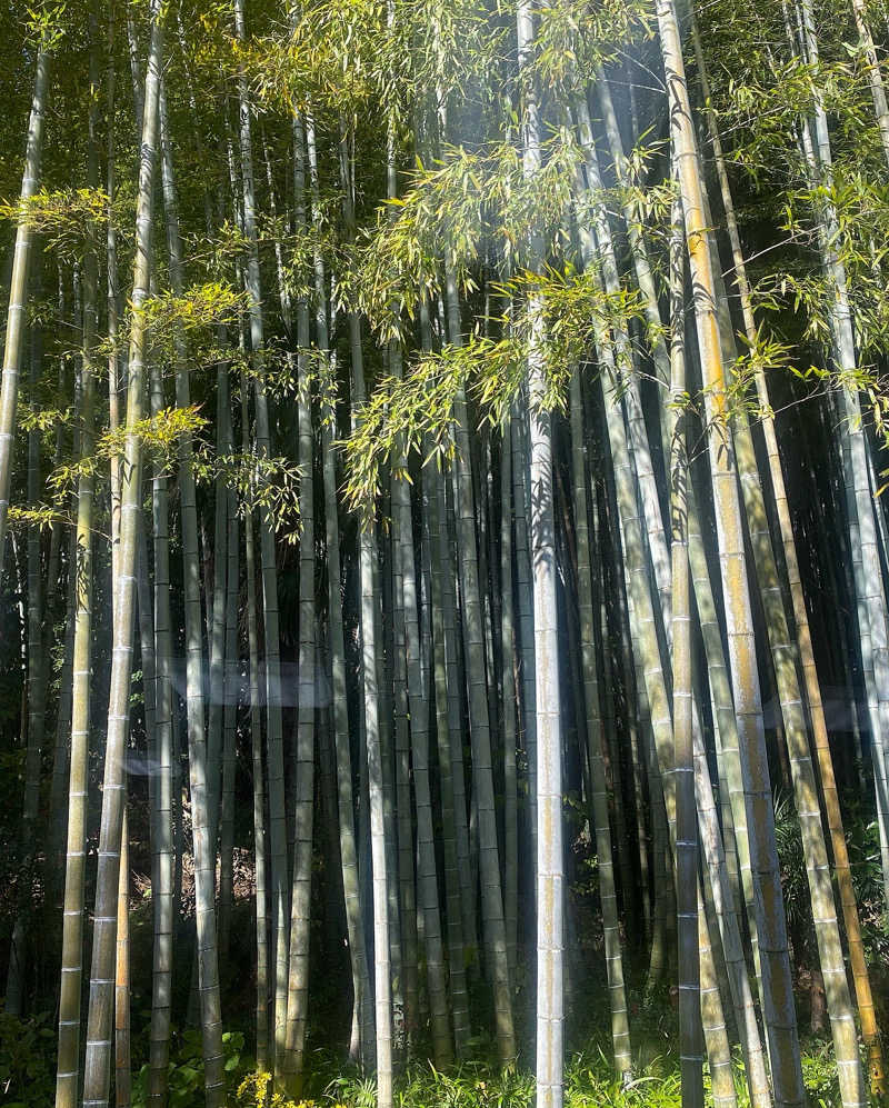 あぴさんの山水園 翠山の湯のサ活写真