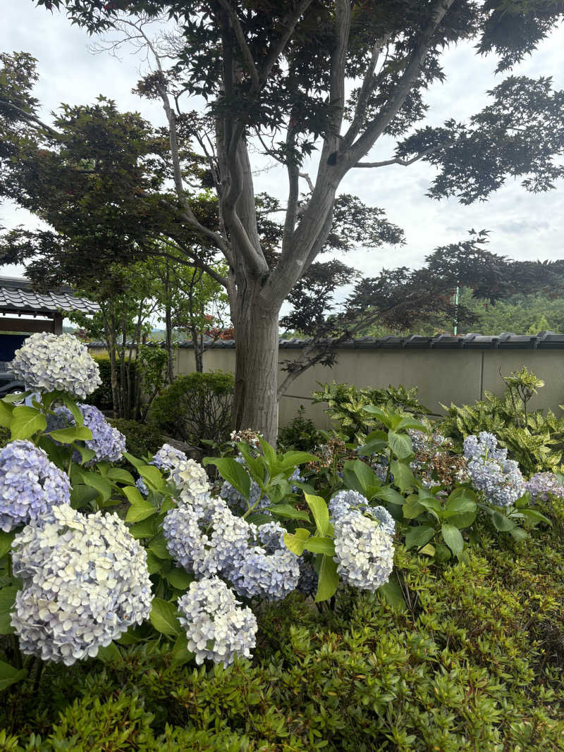 けなはさんの天光の湯のサ活写真