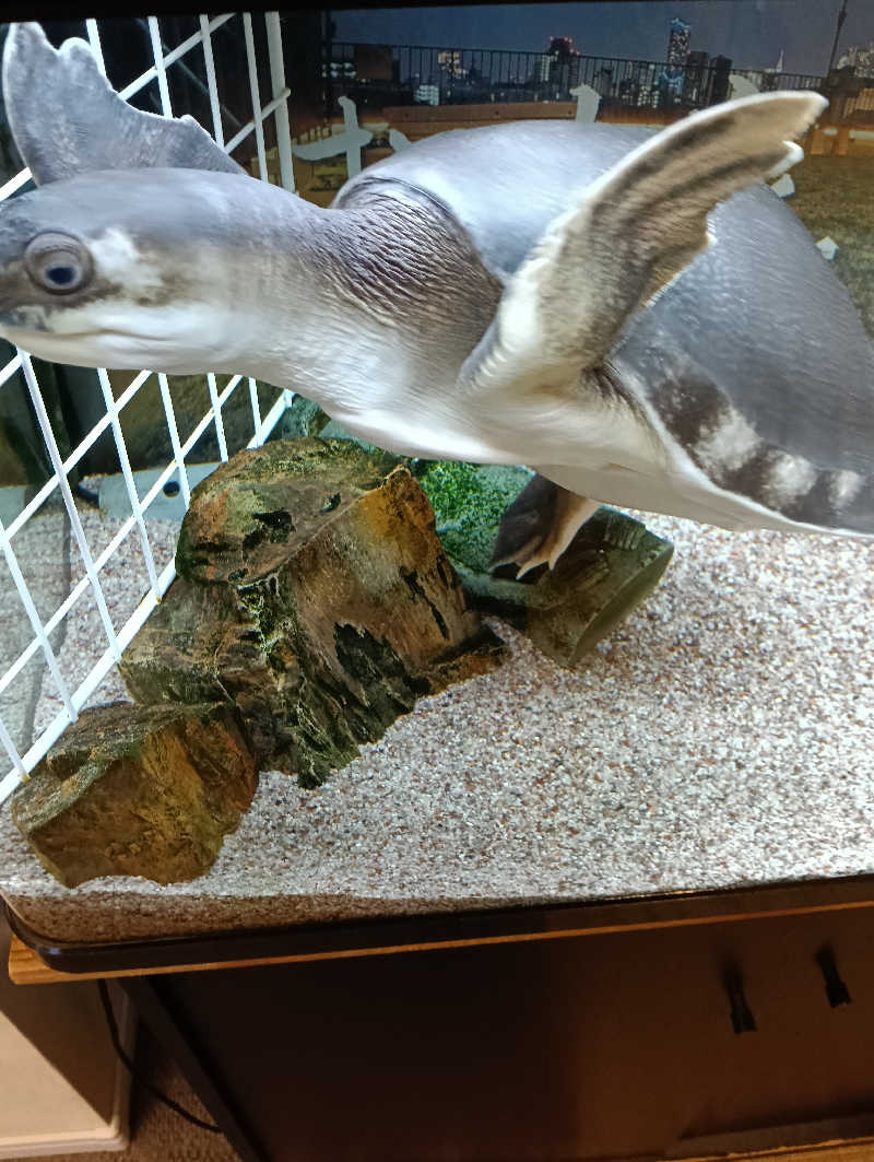 waramameさんの松本湯のサ活写真