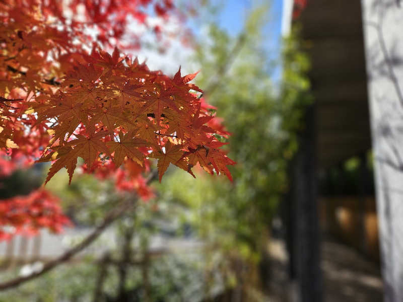 かかさんの木の花の湯(HOTEL CLAD)のサ活写真