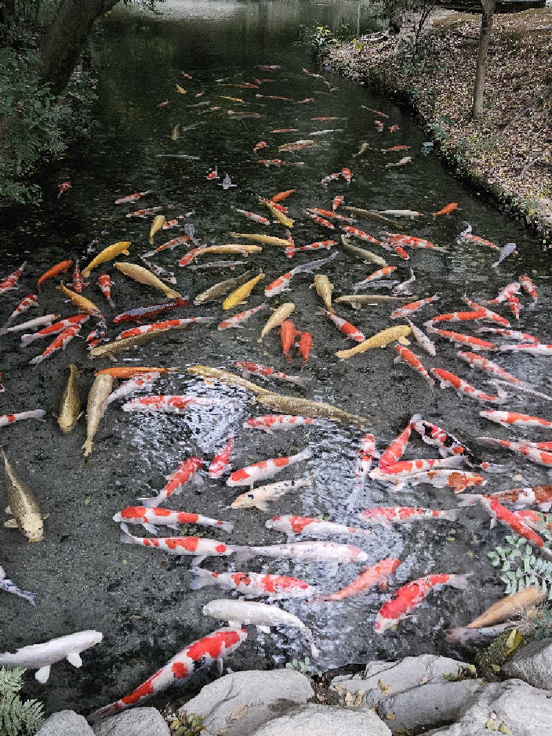 かかさんの玉藻の湯 ドーミーイン高松中央公園前のサ活写真