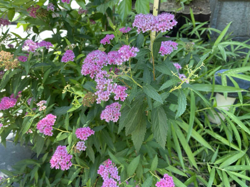 けんじろーくんさんの湯屋敷孝楽のサ活写真