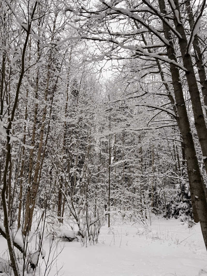 みゆうさんのCafe Kuusijärviのサ活写真