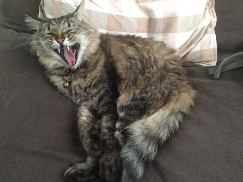 captain877さんのRAKU SPA Cafe 浜松のサ活写真