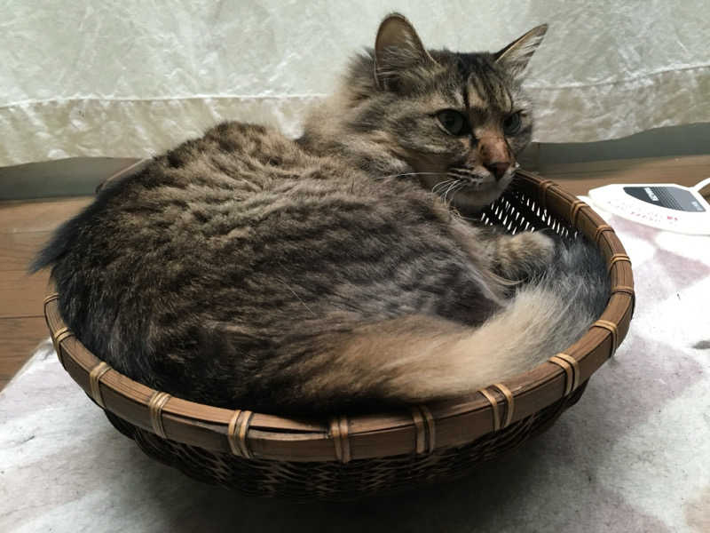 captain877さんの極楽湯 豊橋店のサ活写真