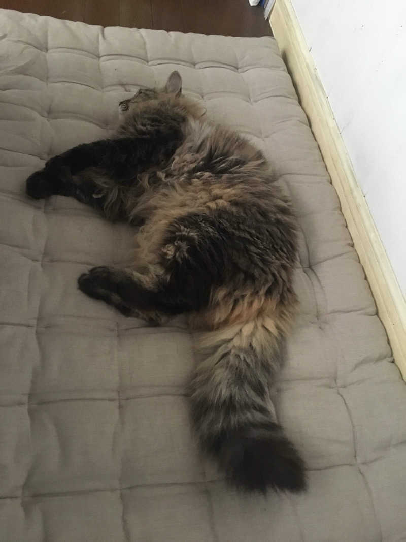 captain877さんのコロナの湯 豊川店 (ホテルキャッスルイン豊川)のサ活写真