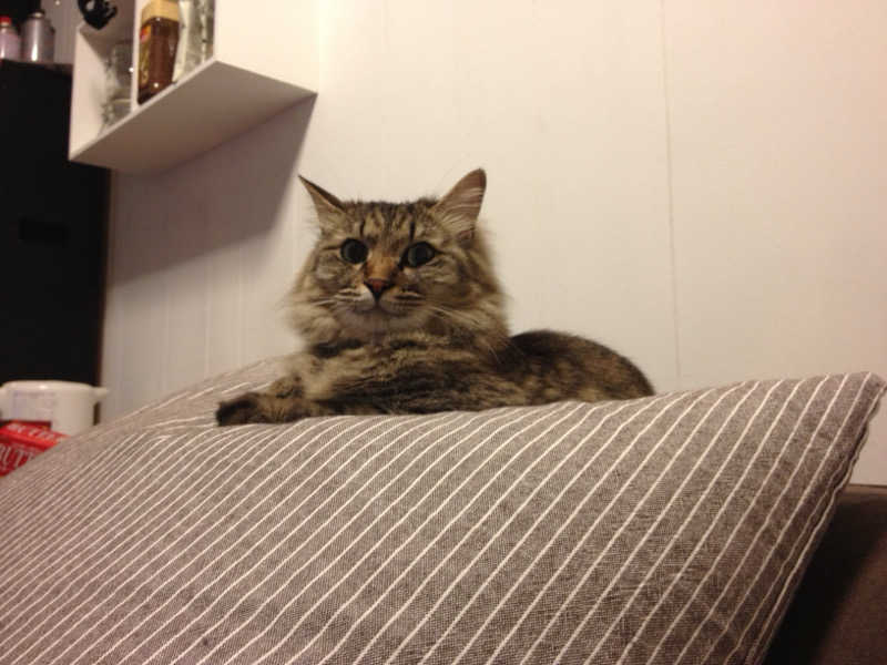 captain877さんの極楽湯 豊橋店のサ活写真