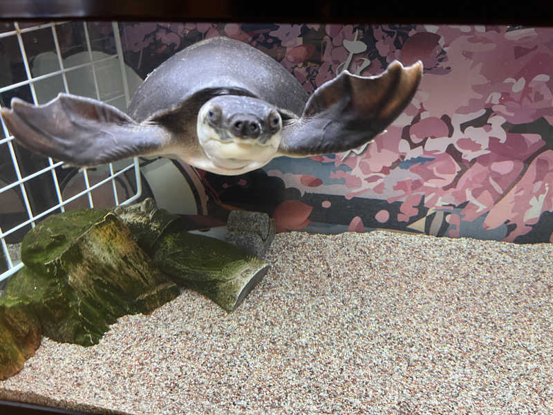 ハムスター大好き🍄さんの松本湯のサ活写真