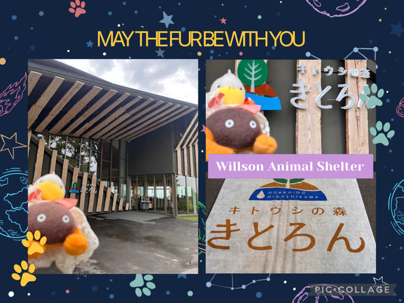 ハムスター大好き🍄さんのキトウシの森きとろんのサ活写真
