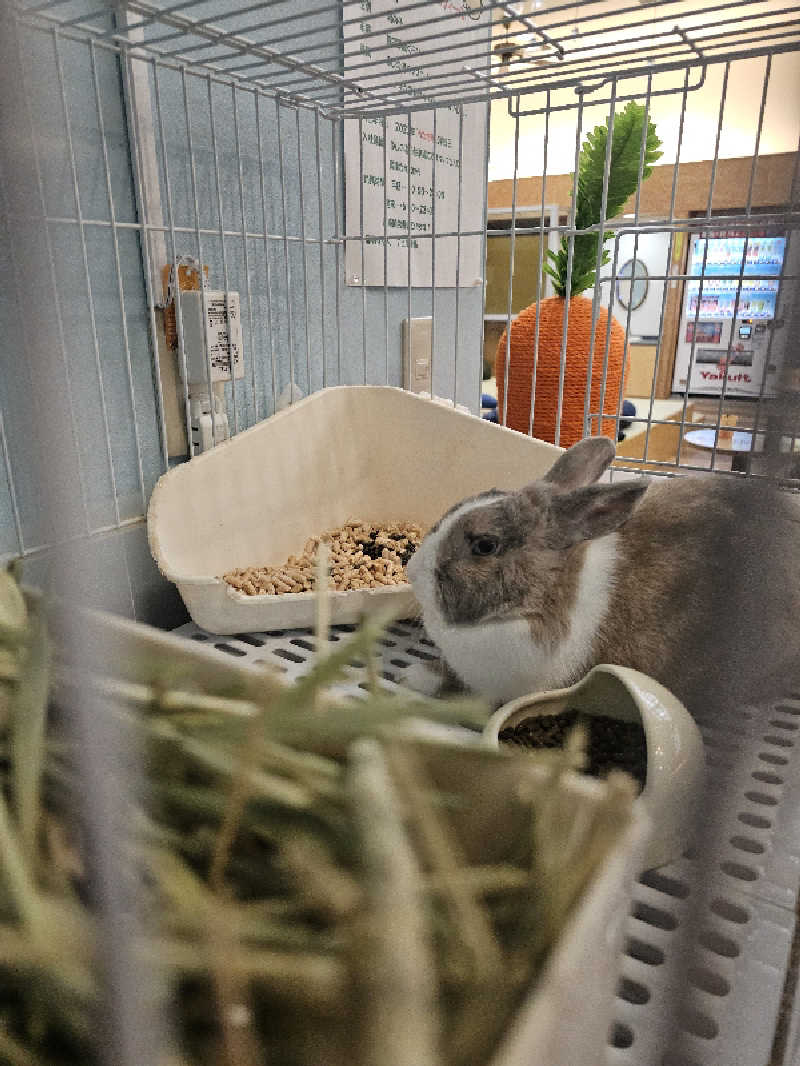 ハニコさんのアクアリゾート 岐阜ふじの湯のサ活写真