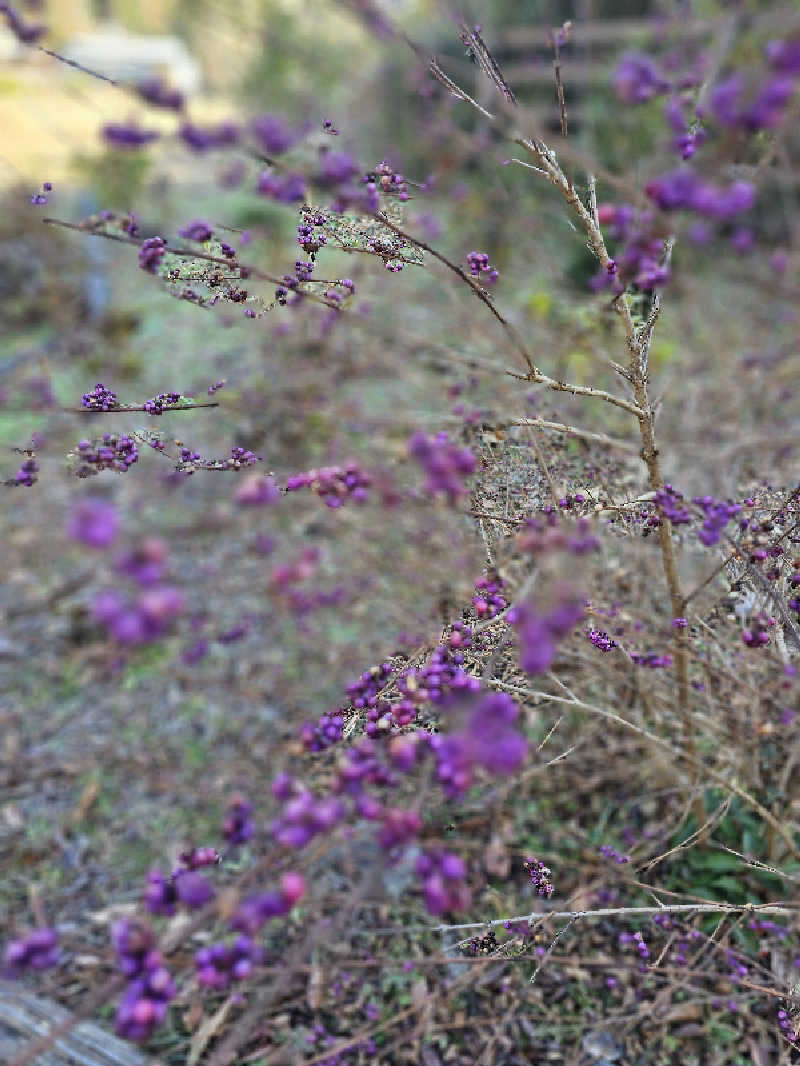 ハニコさんの伊勢パールピアホテルのサ活写真