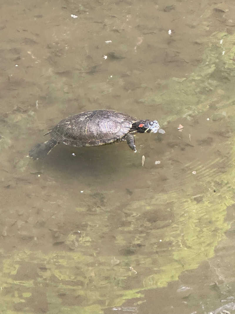 なしごれんさんの朝日湯のサ活写真