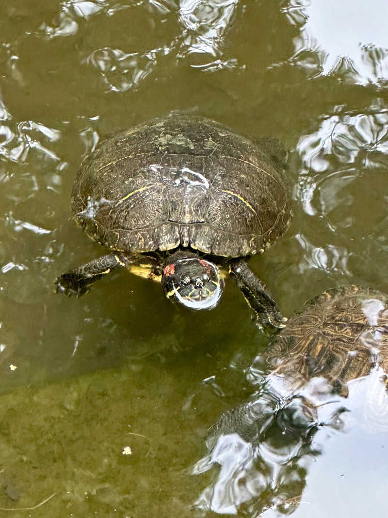 なしごれんさんの朝日湯のサ活写真